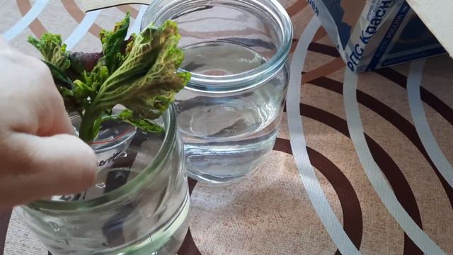 Посылка с колеусами от Галины смотреть онлайн