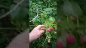 Малина в теплице