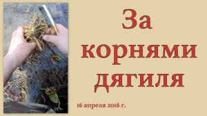 За корнями дягиля 16 апреля 2016