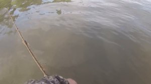 Рыбалка на перетягу!Снасть убийца судака!На живца.