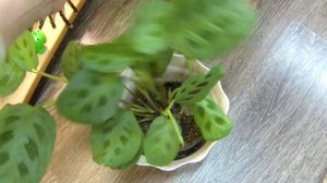 Цветы из уценки спустя время. Кордилины/Маранты/Диффенбахии.