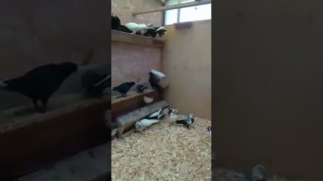 Видео от подписчиков канала МИР БОЙНЫХ ГОЛУБЕЙ !!! Голубеводы из г.Обнинск ,бакинские голуби!!!