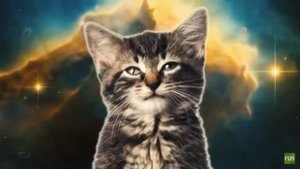 Песня кошек