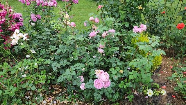 25 июня 2023 г. Розы в саду. #Батшеба, #МейнТауэр, #Керио. #днепр #розы #сад #украина. смотреть онлайн