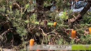 Banksia spinulosa - Hairpin Banksia