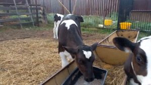 вес телят в возрасте два месяца.