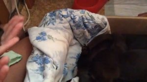 Первые роды чихуахуа часть 4