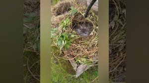 Картофель Уника, посадка 2 способом, в ящики. 20 мая 2023 г.