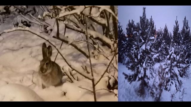 НОВОГОДНИЙ МАСКАРАД - читает автор Татьяна Лобанова смотреть онлайн