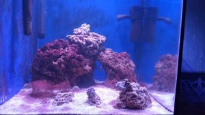 Морской аквариум: все стадии созревания за пол года.