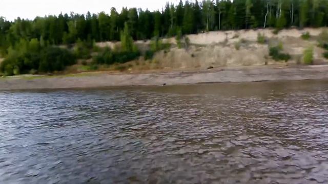Медведь форсирующий Обь