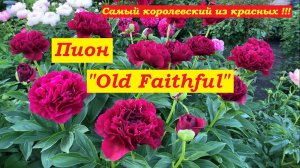 Пион Old Faithful (самый королевский из красных)