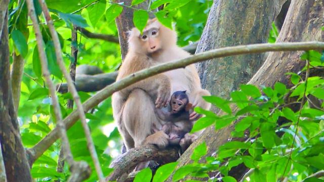 GodHelp!! Monkey Rose takes baby Draya out from Daisy to the tree.