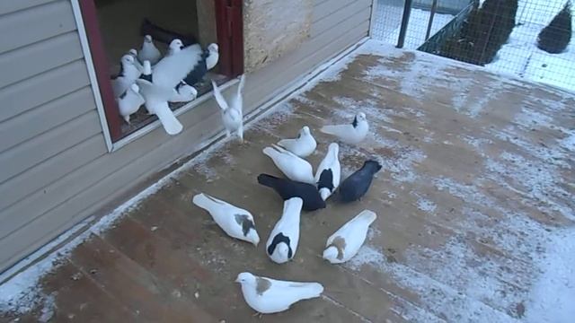 Пермские гривуны Александра Володина смотреть онлайн