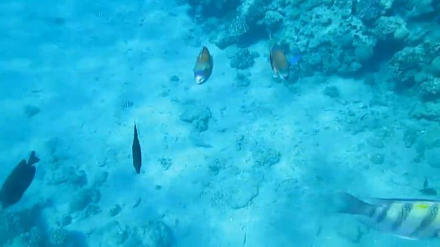 Red sea Sharm el Sheikh Hotel Concord смотреть онлайн