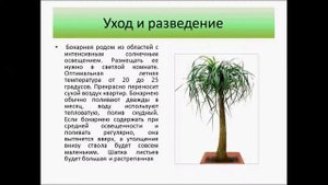 Бокарнея Нолина