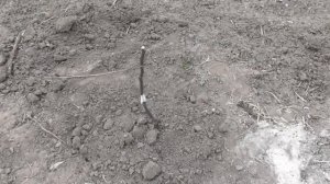 Яблони и груши через 5 месяцев после посадки (Талгарская красавица, Скифское золото, Фуджи)