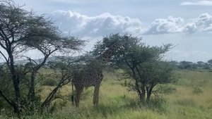 ?? Танзания 3 часть. Национальный парк Серенгети