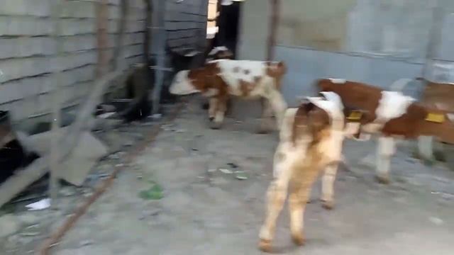 СИММЕНТАЛ БУЗОКЛАР СОТИЛАДИ ТОШКЕНТДА ,903531913