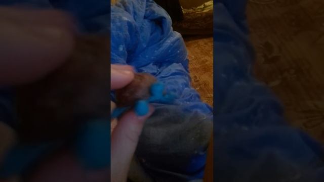 сделала черепаху из пластилина и половинки ореха? смотреть онлайн