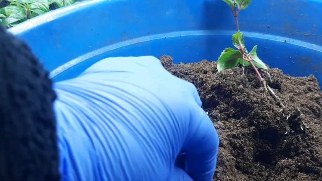 Пересадка черенков фуксий , формирование кустиков!#цветыВиктории. смотреть онлайн