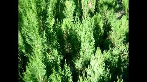 Туя восточная Книжка (осень 2017). Саженцы туи в питомнике "Хвойный дворик"