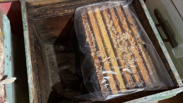 Особенности зимовки пчёл в омшанике смотреть онлайн