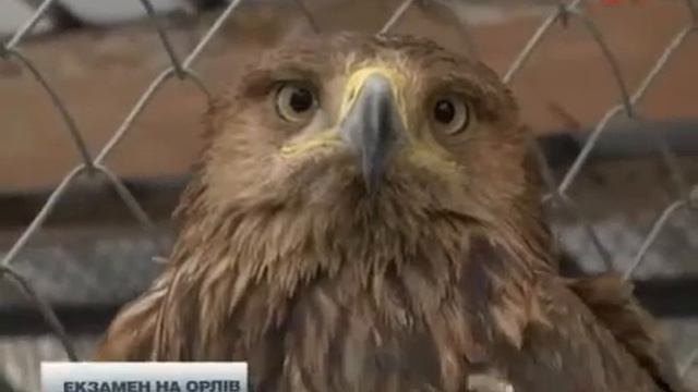 У міліції переполох через репортаж про орлів смотреть онлайн