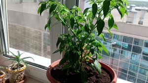 Острый перец на балконе