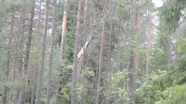 Сильный ветер в лесу сломал дерево