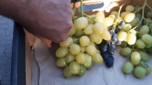 Виноград который не трескается и не повреждается осой сравнение с общеизвестными формами