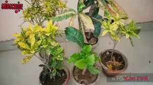 Care Of Croton Plants||How To Grow Golden Dust||Naturelover and Creativity