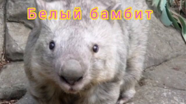 БАМБИТ В БАТТЛ РЭПЕ смотреть онлайн