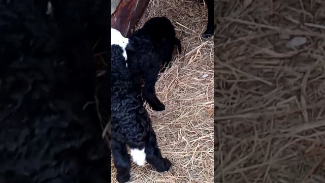 Деревенский зоопарк #зоопарк #деревня #деревенскаяжизнь смотреть онлайн