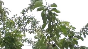 Инсектицид Актара боремся с личинками вишневой мухой на черешне