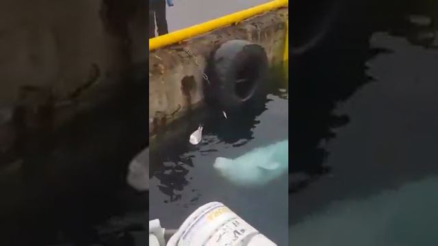 Давай поиграем, птичка... смотреть онлайн