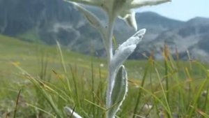 Edelweiss - (Intermediate Piano Solo) - Piano Cover + Sheet Music