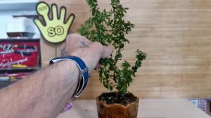 Бонсай Маме из Мирта