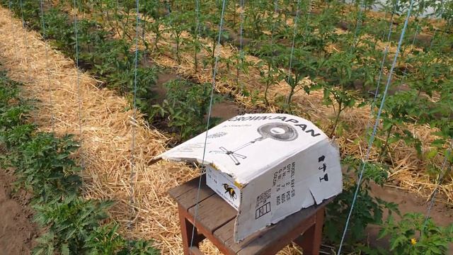 Опыление шмелями.Установка улика смотреть онлайн