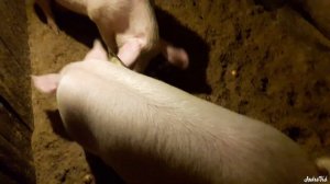 Поросята 5 месяцев порода Крупная Белая