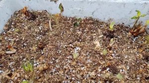 Сохранение земляники из посылки до  посадки в грунт. Часть вторая.