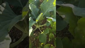 Цветная капуста и капуста Кольраби.Где сажать свет или тень?