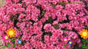 Астра новоанглийская Вибрант Доум. Краткий обзор, описание aster novae-angliae Vibrant Dome PBR