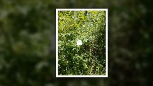 Керченский Полуостров Майская Степь