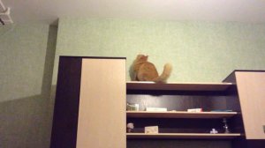 кот падает со шкафа, во время охоты