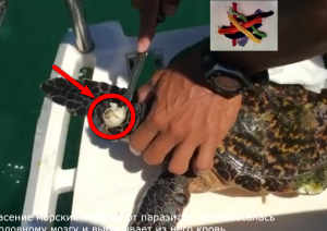 Спасение морских черепах от присосавшихся паразитов