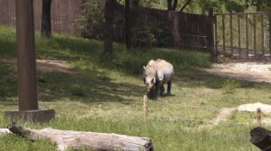 Поход в зоопарк | Omaha's Henry Doorly Zoo & Aquarium СЕМЕЙНЫЙ влог - Видео каждый день!