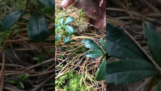 В лес за Белыми грибами!!! Как собирать Белые и грибы! смотреть онлайн