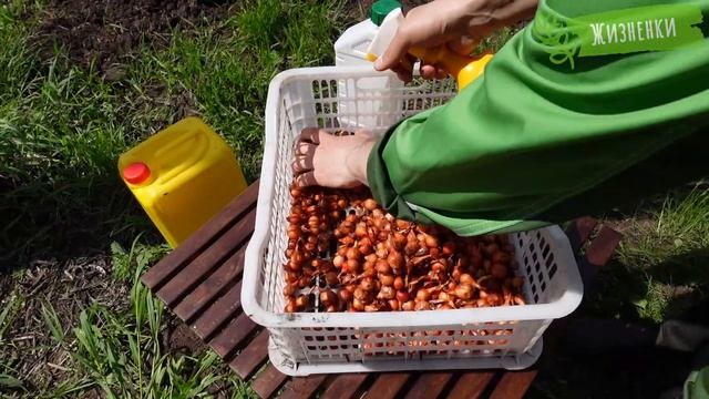 Срочная новость: Первые испытания обновленной Кормилицы Микоризы уже начались!
