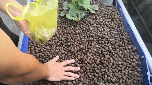 魚菜共生｜空心菜播種萵苣長大了｜達永魚菜共生農場｜Aquaponics смотреть онлайн